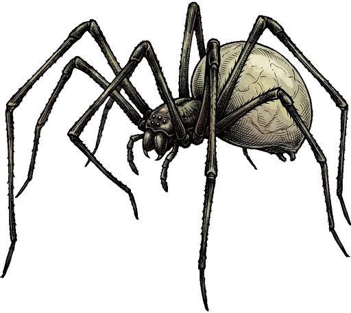 A long-legged pale cellar spider